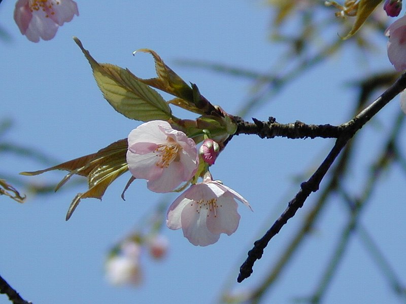 石川県 オオカンザクラ 大寒桜