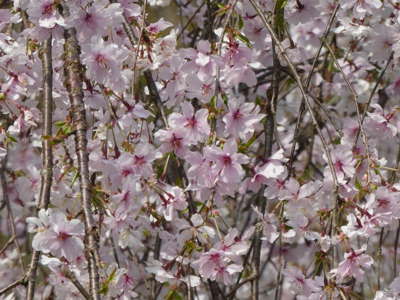 石川県 シダレマメザクラ 枝垂豆桜