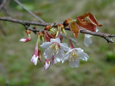 アメダマザクラ(飴玉桜)1