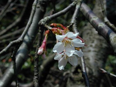 アメダマザクラ(飴玉桜)2