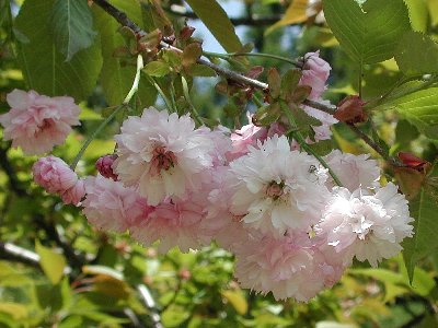 バイゴジジュズカケザクラ(梅護寺数珠掛桜)1