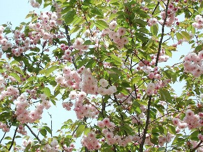 バイゴジジュズカケザクラ(梅護寺数珠掛桜)2