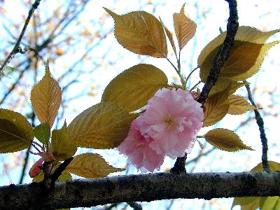 ベニシグレ(紅時雨)1