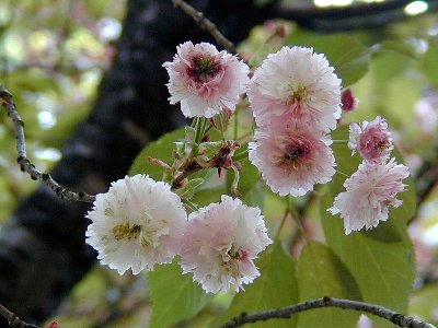 フクザクラ(福桜)1