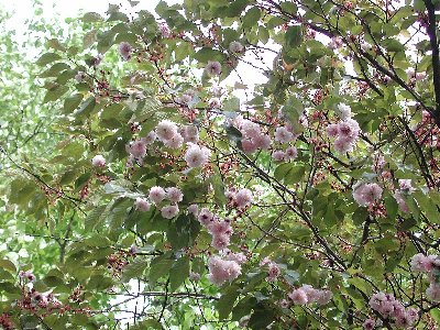 フクザクラ(福桜)2