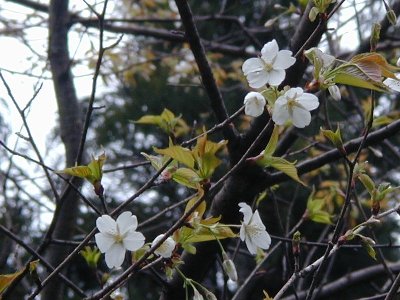 ゲバザクラ(下馬桜)1