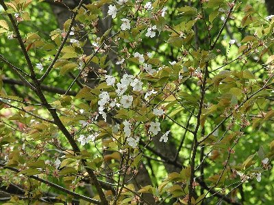 ゲバザクラ(下馬桜)2