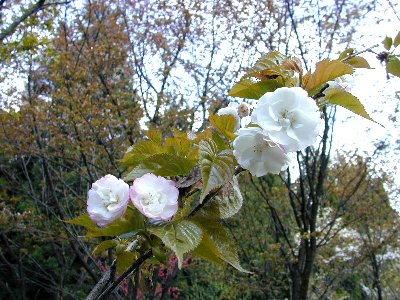 ギオウジギジョザクラ(祇王寺祇女桜)1