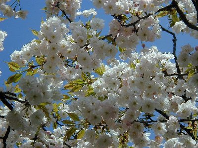 ギオウジギジョザクラ(祇王寺祇女桜)2