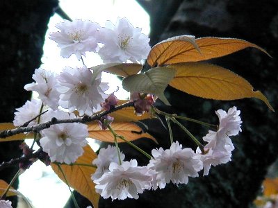 ゴシンザクラ(御信桜)1