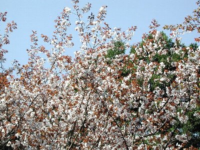 ゴシンザクラ(御信桜)2