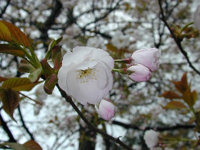 ゴザノマニオイ(御座の間匂)1