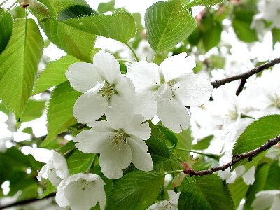 ハクサンハタザクラ(白山旗桜)1