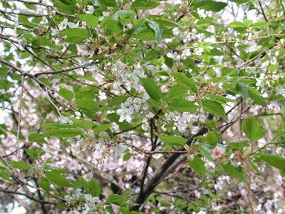 ハヤザキオオシマ(早咲大島)2