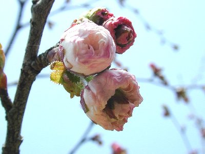 ヒナギクザクラ(雛菊桜)2
