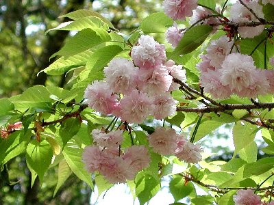ヒウチダニキクザクラ(火打谷菊桜)1