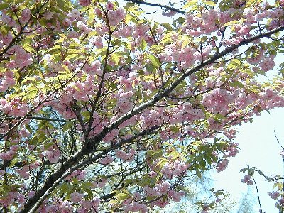 ヒウチダニキクザクラ(火打谷菊桜)2