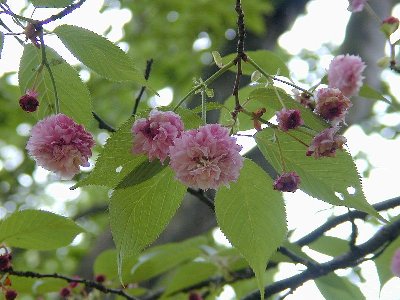 ヒヨドリザクラ(鵯桜)1