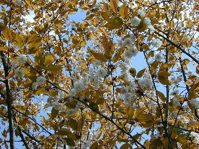 ヒヨシザクラ(日吉桜)2