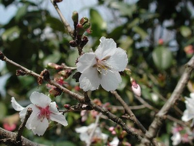 フユザクラ(冬桜)1