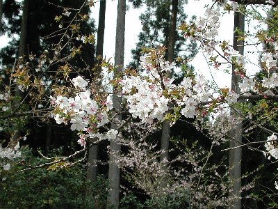 フユザクラ(冬桜)2