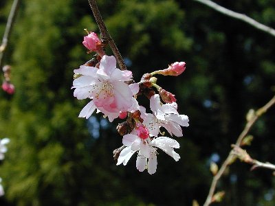 ジュウガツザクラ(十月桜)1