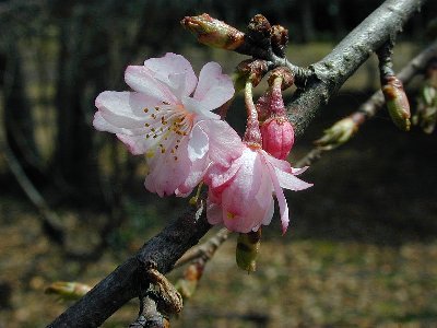 ジュウガツザクラ(十月桜)2