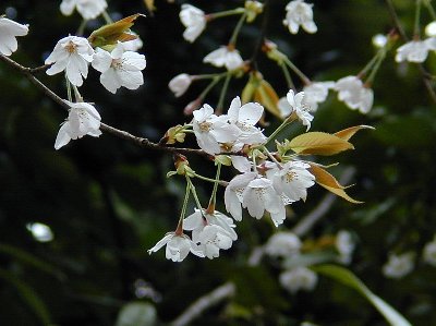 カバザクラ(蒲桜)1