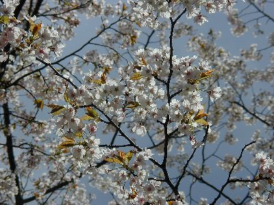 カバザクラ(蒲桜)2