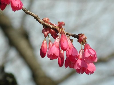 カンヒザクラ(寒緋桜)1