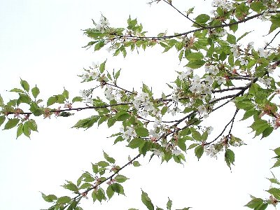 カンザキオオシマ(寒咲大島)2