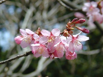 カンザクラ(寒桜)1