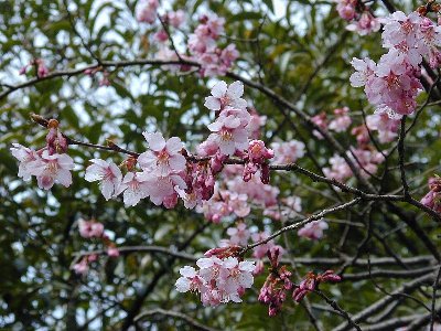 カンザクラ(寒桜)2