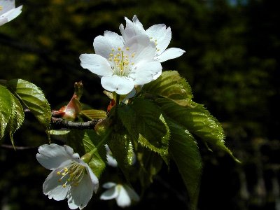 カスミザクラ(霞桜)1