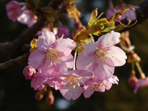 kawaduzakura