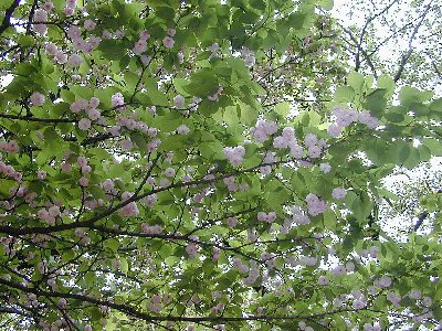 ケンロクエンキクザクラ(兼六園菊桜)2