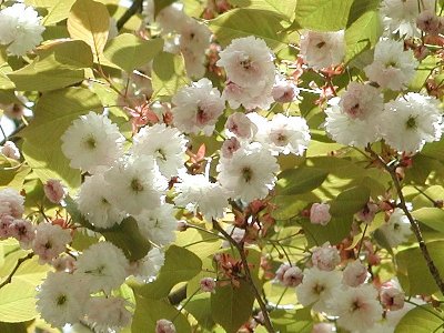 ケタノシロキクザクラ(気多白菊桜)1