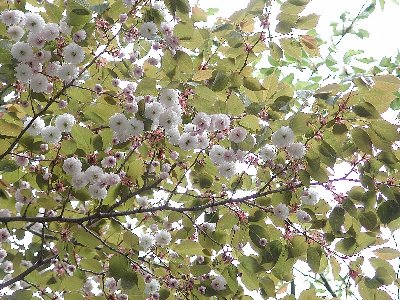 ケタノシロキクザクラ(気多白菊桜)2