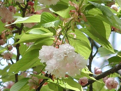 キクザクラ（キナシチゴザクラ）(菊桜)（鬼無稚児桜）1