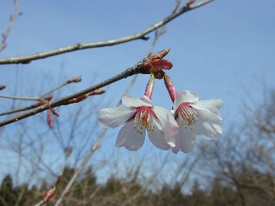 キンキマメザクラ(近畿豆桜)1