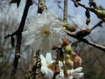 コブクザクラ(子福桜)1