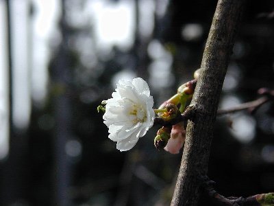 コブクザクラ(子福桜)2