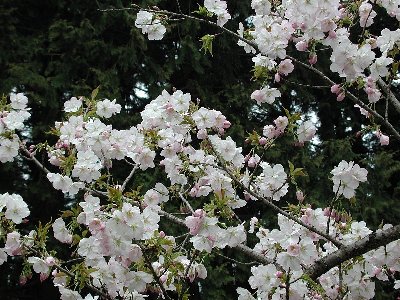 コンゴウザン(金剛山)2