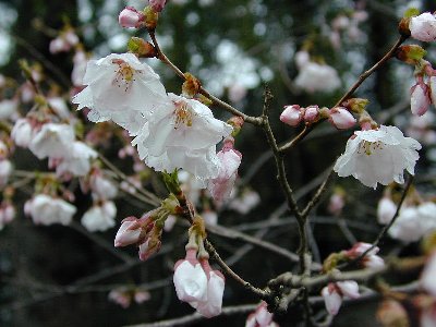 コシノヒガンザクラ(越の彼岸桜)1