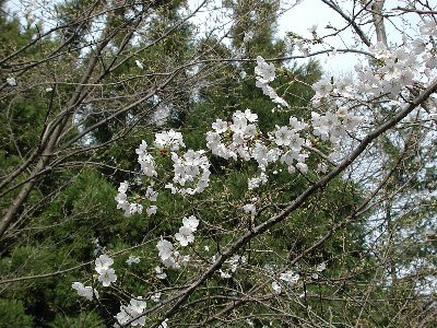 クラマザクラ（ヒゴヨシノ）(鞍馬桜)（肥後吉野）2