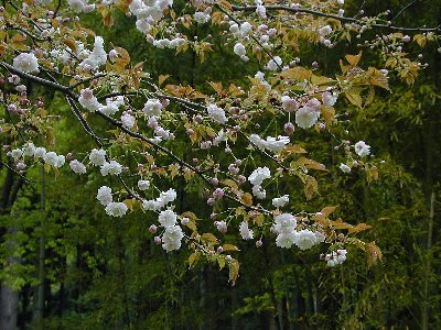 クシマザクラ(玖島桜)2