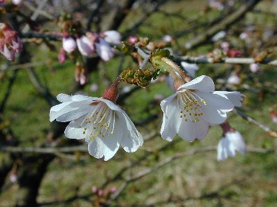 マメザクラ(豆桜)1