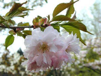 マツマエカザンイン(松前花山院)1