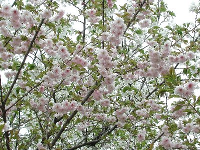 マツマエカザンイン(松前花山院)2