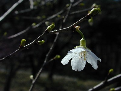 ミドリザクラ(緑桜)1